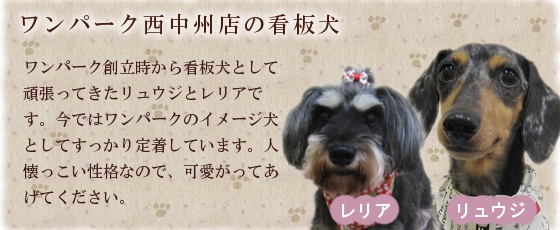 ワンパーク西中州店の看板犬「リュウジとレリア」